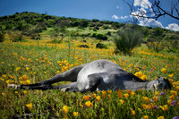 Moon Shadow in Poppies