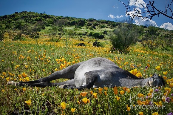 Moon Shadow in Poppies