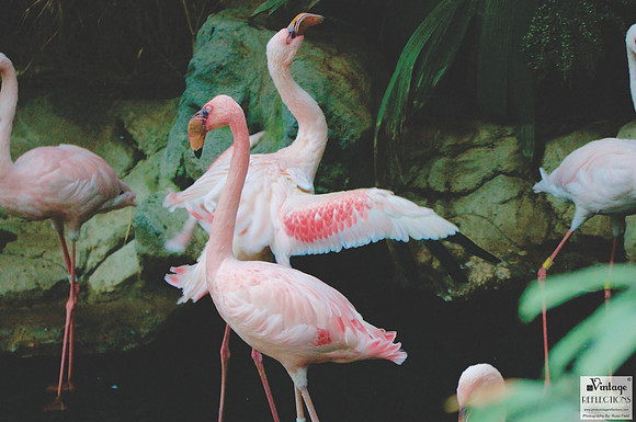 Flamingos 1