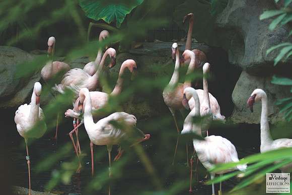 Flamingos 5
