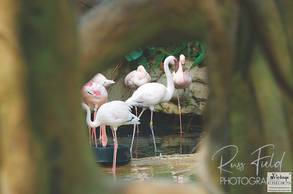Flamingos 2