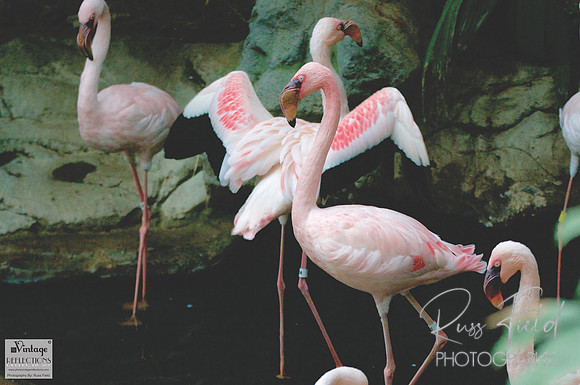 Flamingos 3