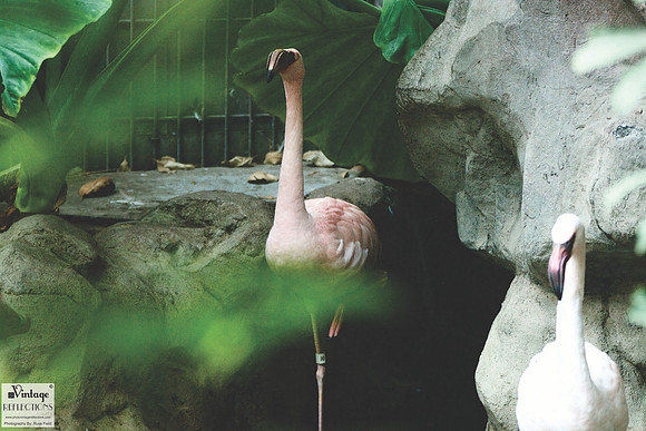 Flamingos 4