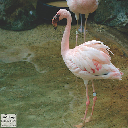 Flamingos 6