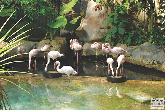 flamingos