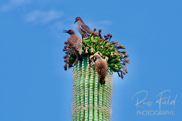 Cactus Doves