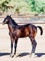 Arabian Horses