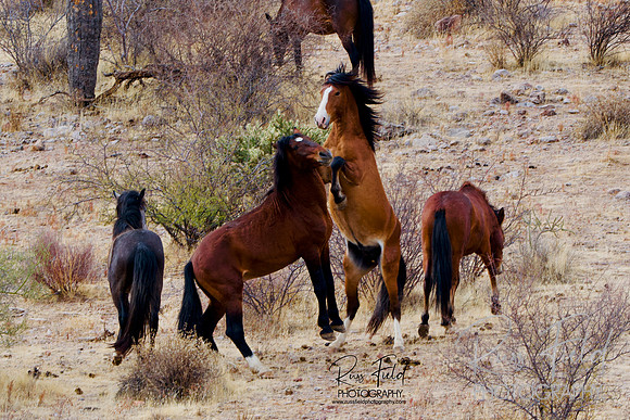Horse Play